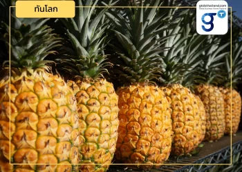 จับเทรนด์บริโภค “สับปะรด” ชาวจีน อะไรที่เป็นโอกาสของ “สับปะรดไทย” ได้บ้าง! : ตอนที่ 1