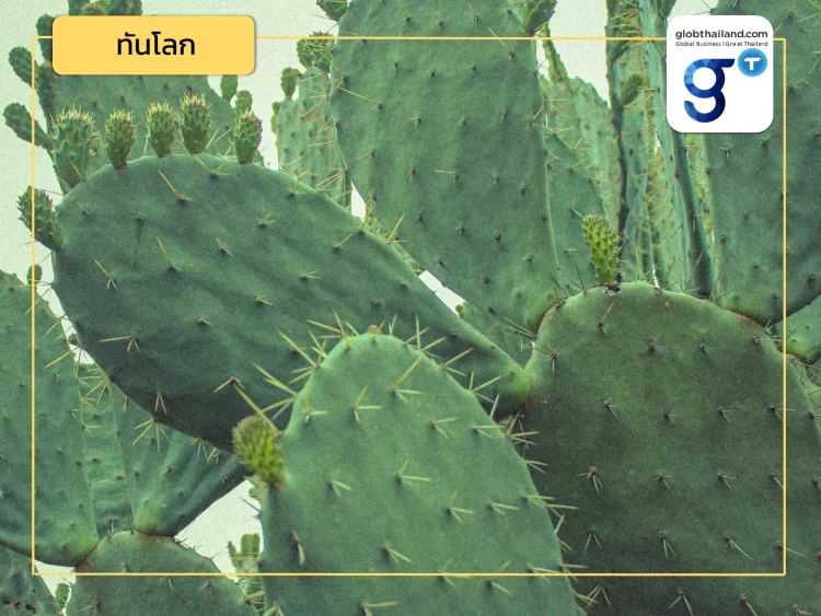 เปิดโลก! หนังเทียมจากต้นกระบองเพชร และแนวทางที่ไทยนำมาต่อยอดได้