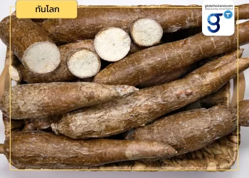 บริษัทเอกชนเวียดนามสร้างโรงงานผลิตแป้งมันสำปะหลังที่แขวงสาละวัน เพื่อส่งออกไปเวียดนามและจีน