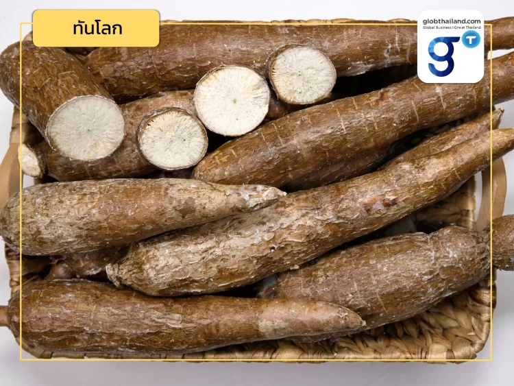 บริษัทเอกชนเวียดนามสร้างโรงงานผลิตแป้งมันสำปะหลังที่แขวงสาละวัน เพื่อส่งออกไปเวียดนามและจีน