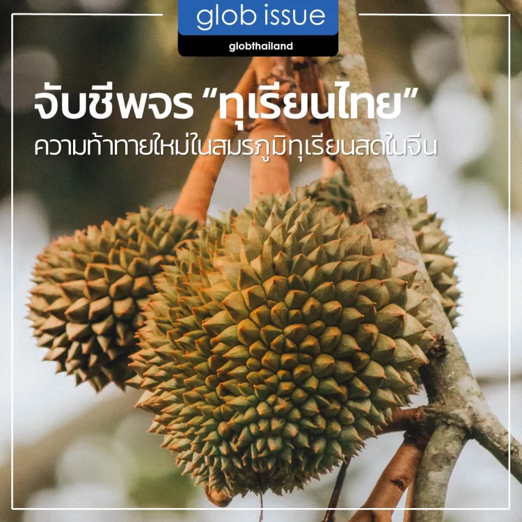 จับชีพจร “ทุเรียนไทย” ความท้าทายใหม่ในสมรภูมิ “ทุเรียนสด” ในจีน 