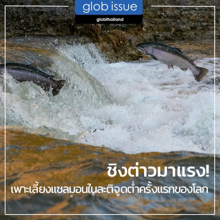 ชิงต่าวมาแรง เพาะเลี้ยงปลาแซลมอนในละติจูดต่ำครั้งแรกของโลก ให้ผลผลิตมากกว่า 1,000 ตัน