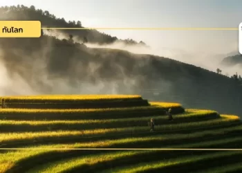 อัปเดตข่าวเกษตรกรรมเวียดนาม : จ. กว๋างนามส่งเสริมการพัฒนาโสม Ngoc Linh และผลดำเนินโครงการนำร่องเพาะปลูกข้าวคุณภาพสูงและปล่อยก๊าซเรือนกระจกต่ำ ในส่วนนครเกิ่นเทอ