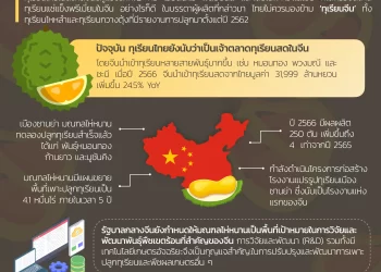 info : ทุเรียนไหหลำผลผลิตเพิ่ม!  เตรียมเปิดโรงงานแปรรูป