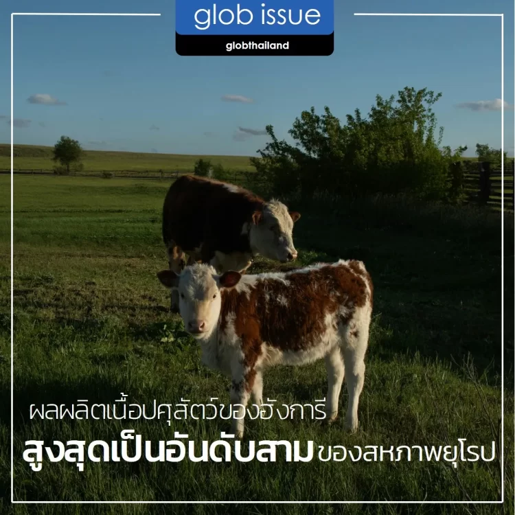 ผลผลิตเนื้อปศุสัตว์ของฮังการีสูงสุดเป็นอันดับสามของสหภาพยุโรป ! 