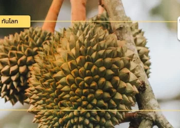 จีนนำเข้า “ทุเรียนสดเวียดนาม” ผ่าน “ด่านทางบกอ้ายเตี้ยน” เป็นครั้งแรก! 