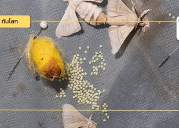 ‘อุตสาหกรรมปลูกหม่อนเลี้ยงไหม’ โอกาสใหม่ ของภาคธุรกิจไทยในกว่างซี