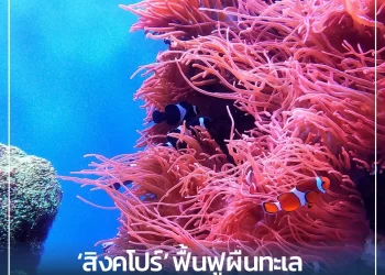 ‘สิงคโปร์’ ฟื้นฟูผืนทะเลให้สมบรูณ์อีกครั้งด้วยการ ‘ปลูก ปะการัง’ 100,000 กิ่ง