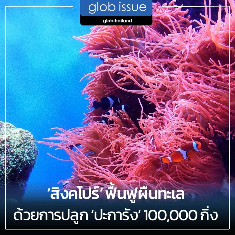 ‘สิงคโปร์’ ฟื้นฟูผืนทะเลให้สมบรูณ์อีกครั้งด้วยการ ‘ปลูก ปะการัง’ 100,000 กิ่ง