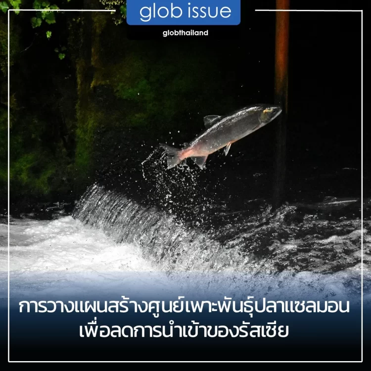 การวางแผนสร้างศูนย์เพาะพันธุ์ปลาแซลมอนเพื่อลดการนำเข้าของรัสเซีย