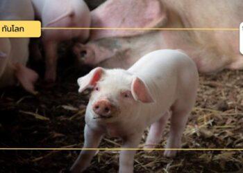 จีนเปิดทางนำเข้าสุกรพันธุ์จากเดนมาร์ก กว่างซีชูสนามบินกุ้ยหลินเป็นศูนย์กลางโลจิสติกส์ปศุสัตว์