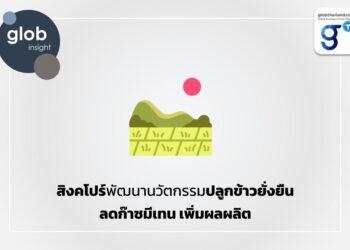 สิงคโปร์พัฒนานวัตกรรมปลูกข้าวยั่งยืน ลดก๊าซมีเทน เพิ่มผลผลิต