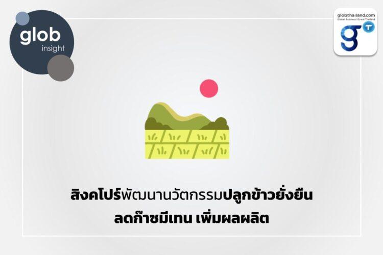 สิงคโปร์พัฒนานวัตกรรมปลูกข้าวยั่งยืน ลดก๊าซมีเทน เพิ่มผลผลิต