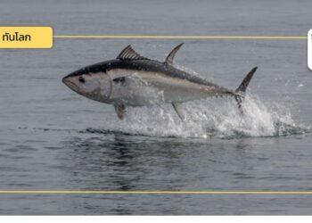 Active packaging: โซลูชันลดสารปรอทในปลาทูน่ากระป๋อง