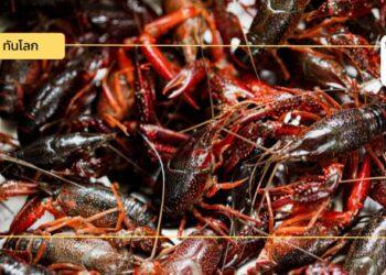 จับตาตลาดกุ้งเครย์ฟิชจีน ช่องทางใหม่ของผู้ส่งออกไทย