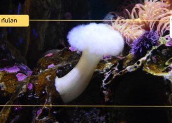 นักวิจัยค้นพบ “เชื้อราทะเล” (Marine Fungi) ย่อยสลายพลาสติกในมหาสมุทรได้