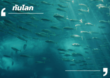 ดื่มด่ำโลกใต้น้ำ พร้อมเรียนรู้การอนุรักษ์ที่ Singapore Oceanarium แห่งใหม่!