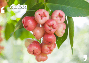  38 ชั่วโมงจากสวนถึงหน้าบ้าน ชมพู่เพชรไทยบินลัดฟ้าสู่เฉิงตู