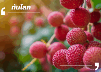 “เจาะกลยุทธ์ลิ้นจี่กว่างซี: เมื่อ ‘การขนส่ง’ กลายเป็นหัวใจของธุรกิจผลไม้สด”