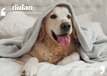  Pet Economy ไทยโตไม่หยุด ฉุดไม่อยู่! เมื่อเจ้าสี่ขากลายเป็นสมาชิกครอบครัวเต็มตัว