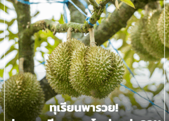 ทุเรียนพารวย! ส่งออกเวียดนามโตพุ่งกว่า 32%