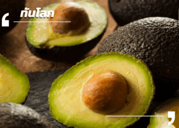 พลิกเกม ‘ทองคำสีเขียว’ จีนเปิดตัวอะโวคาโดพันธุ์ ‘จื่อจิน’ และ ‘เถิงหลง’ ผลผลิตสูงกว่าเดิม 5 เท่า