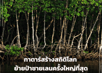 กาตาร์สร้างสถิติโลก ย้ายป่าชายเลนครั้งใหญ่ที่สุดเพื่อสิ่งแวดล้อม