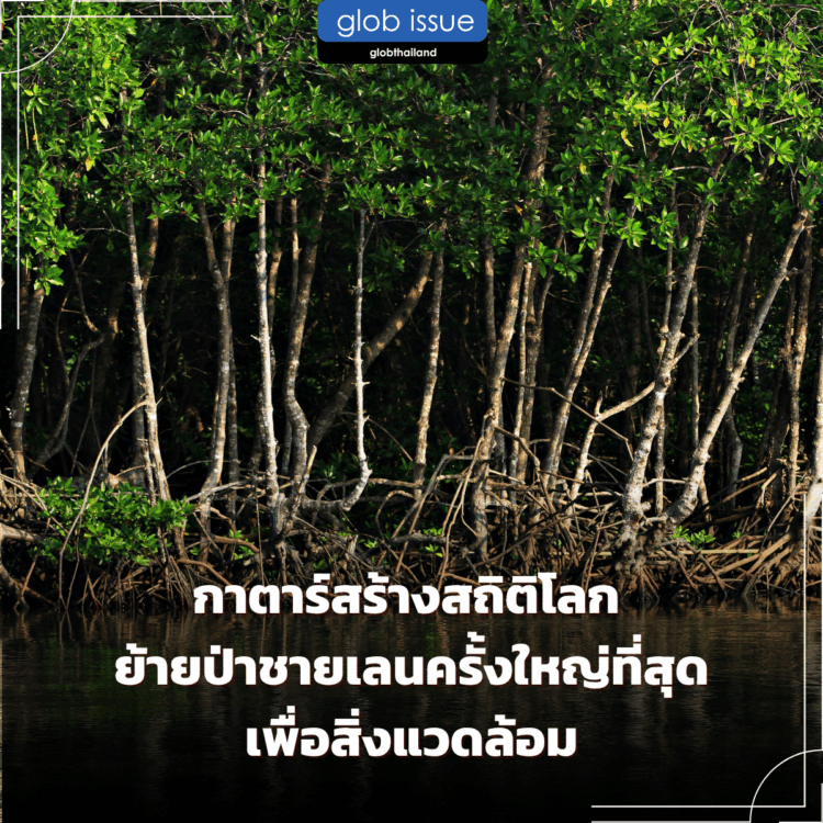 กาตาร์สร้างสถิติโลก ย้ายป่าชายเลนครั้งใหญ่ที่สุดเพื่อสิ่งแวดล้อม