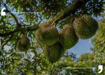 ยูนนานขึ้นแท่นนำเข้าทุเรียนอันดับ 1 ของจีน โตพุ่งกว่า 350%