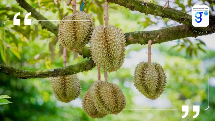 ทุเรียนนำทัพ! ส่งออกผักผลไม้เวียดนามโต 17.8% เร่งยกระดับมาตรฐานสู่ตลาดโลก 